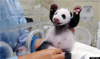 Illustration for article titled What's better than a baby panda?